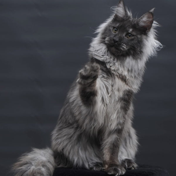 Bianka Maine Coon female, black silver