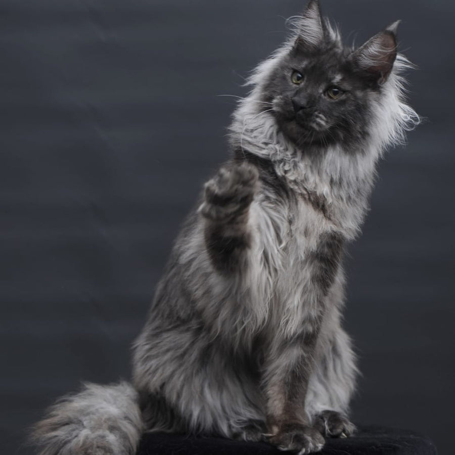 Bianka Maine Coon female, black silver