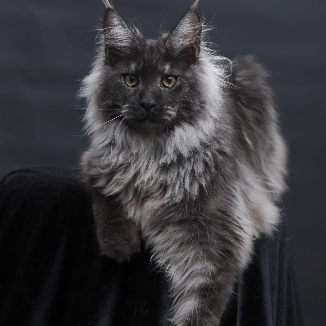 Bianka Maine Coon female, black silver