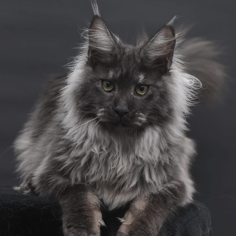 Bianka Maine Coon female, black silver