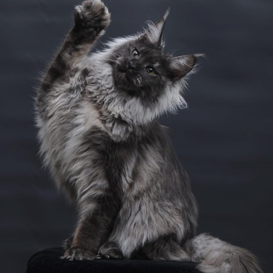 Bianka Maine Coon female, black silver