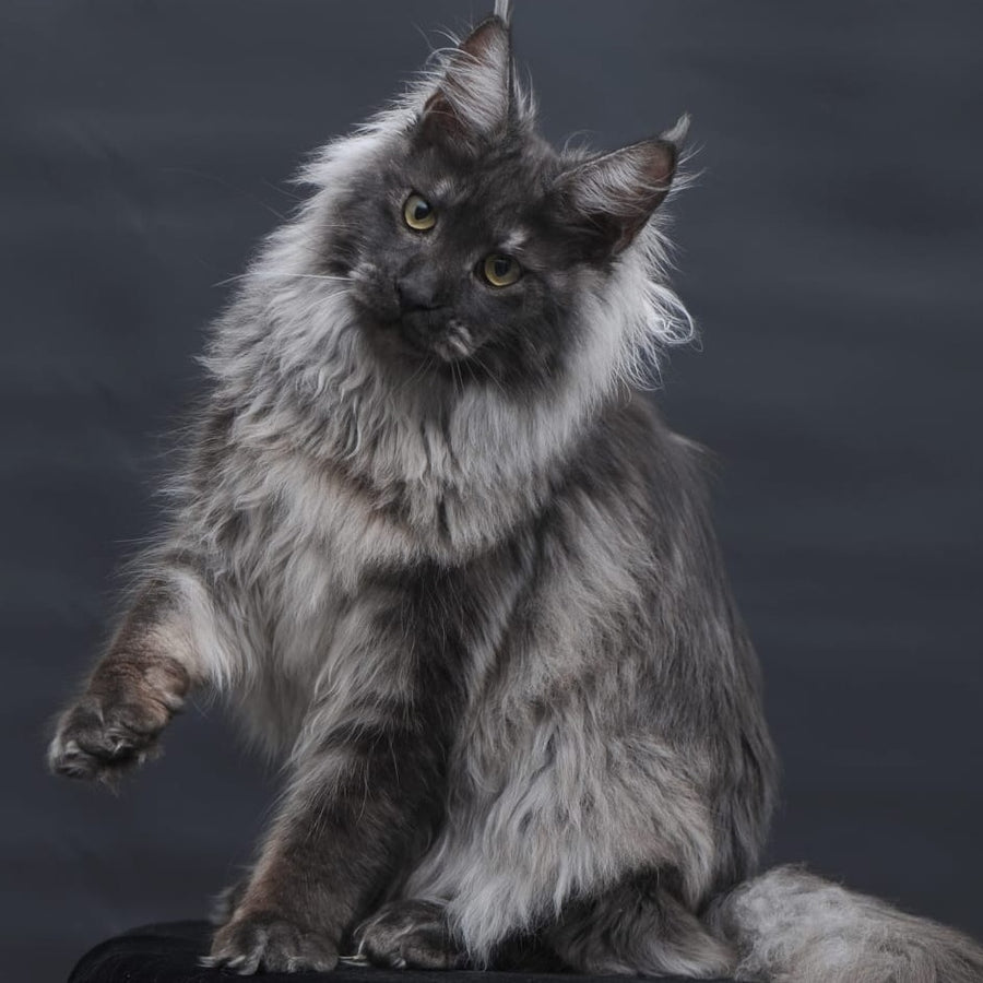 Bianka Maine Coon female, black silver