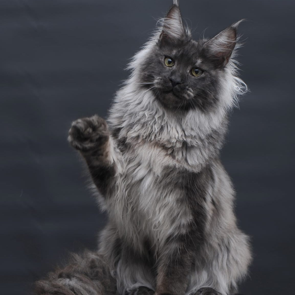 Bianka Maine Coon female, black silver