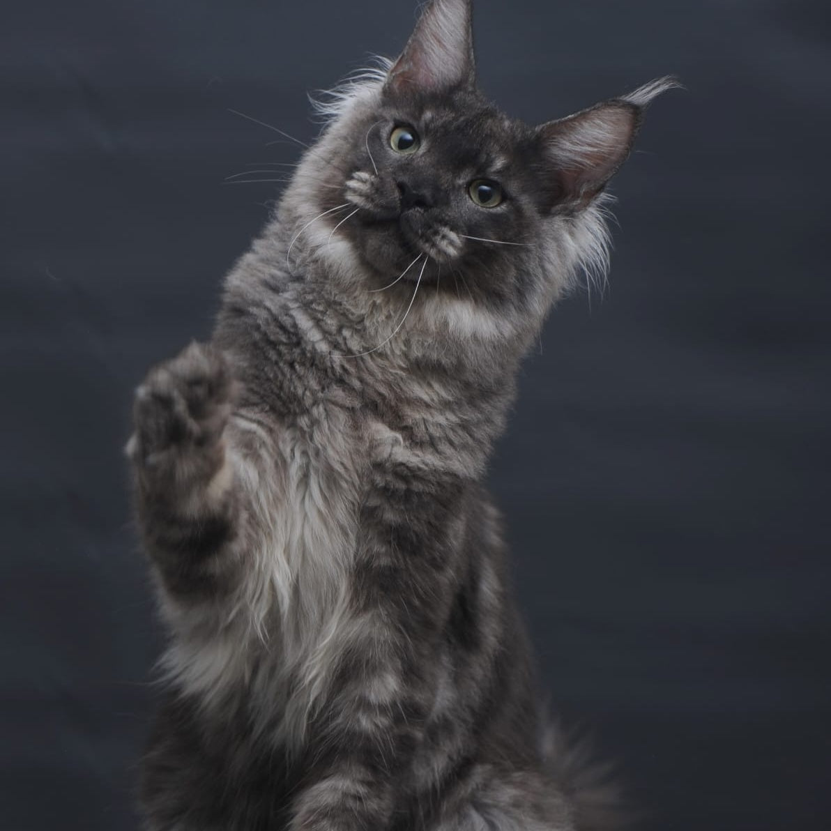 Casper Maine Coon male, black silver