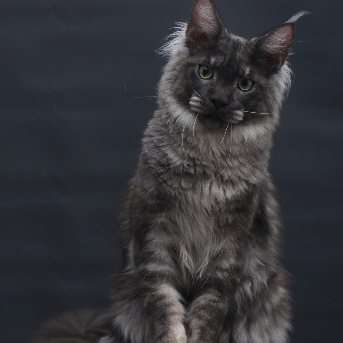 Casper Maine Coon male, black silver