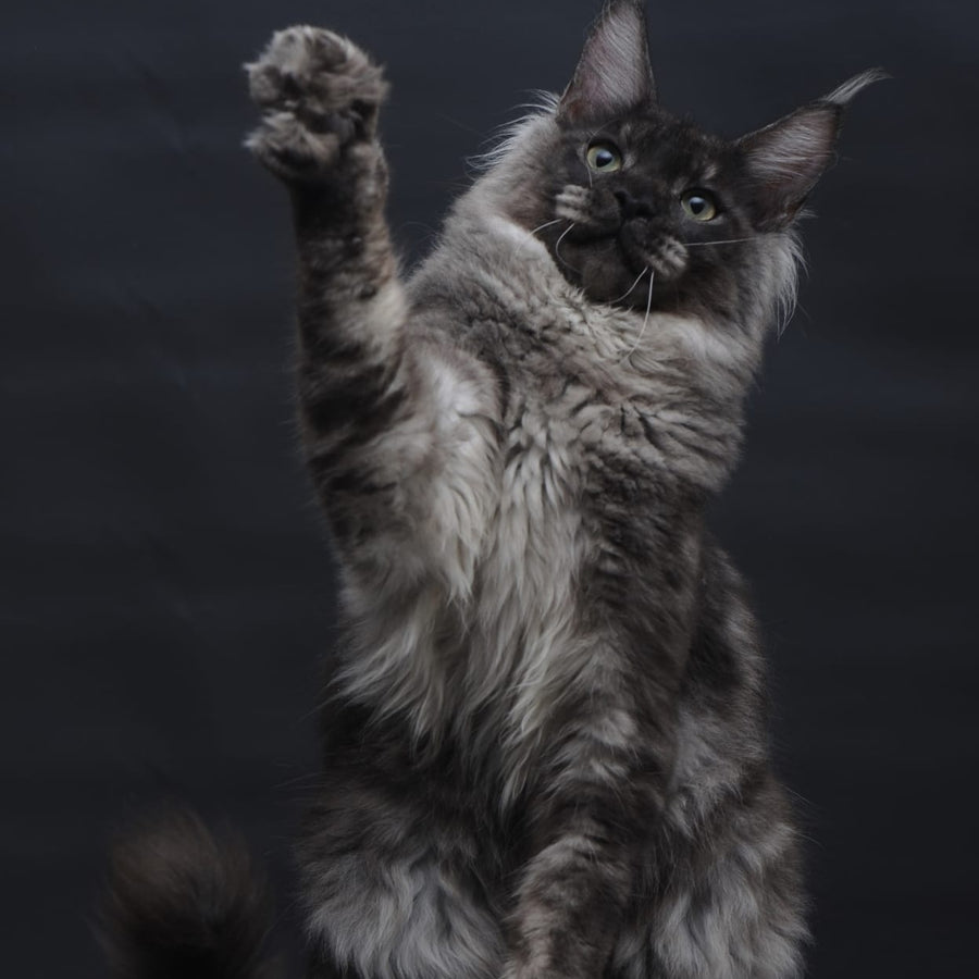 Casper Maine Coon male, black silver