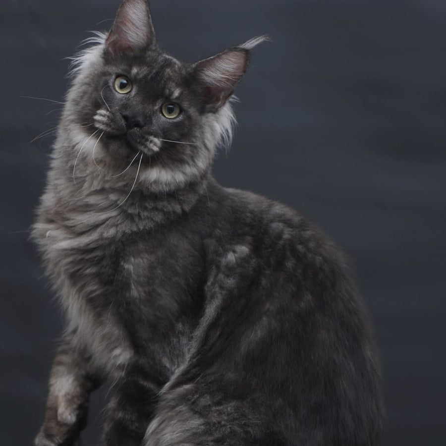 Casper Maine Coon male, black silver