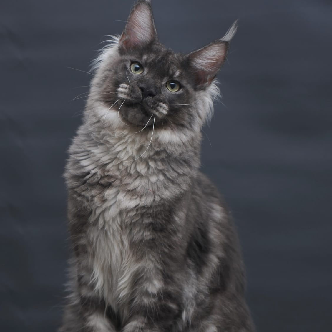 Casper Maine Coon male, black silver