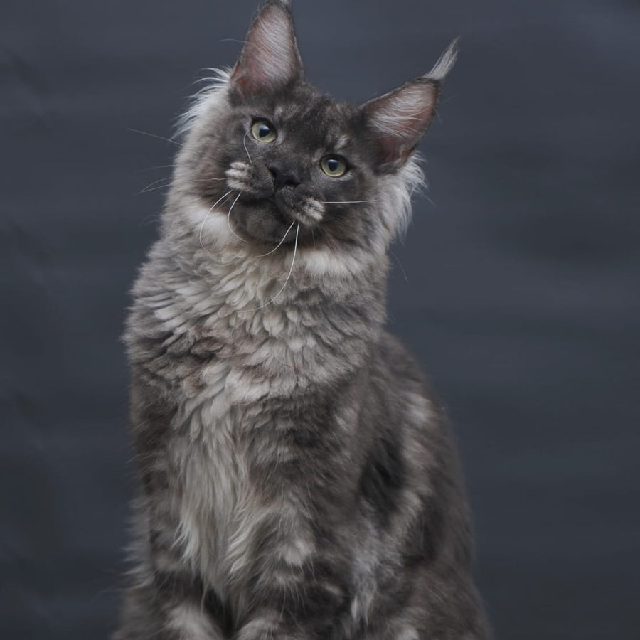 Casper Maine Coon male, black silver