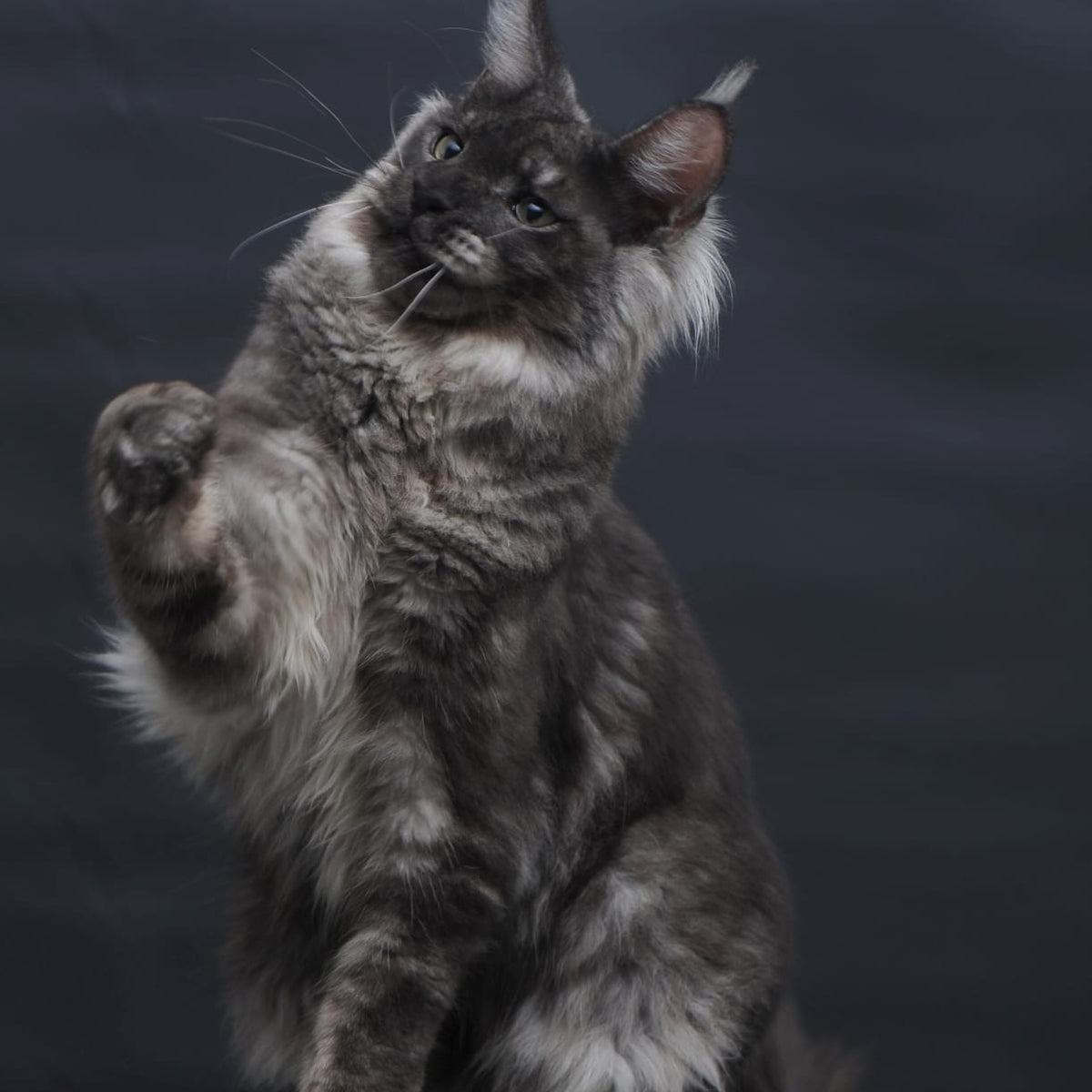 Casper Maine Coon male, black silver