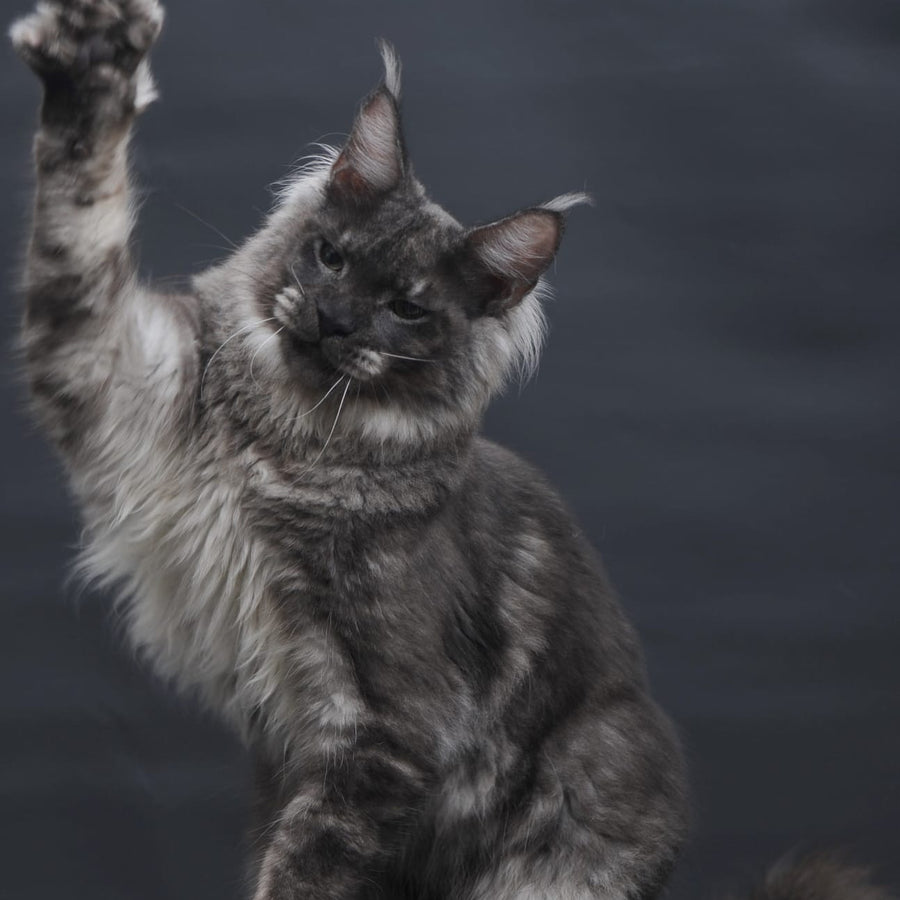 Casper Maine Coon male, black silver