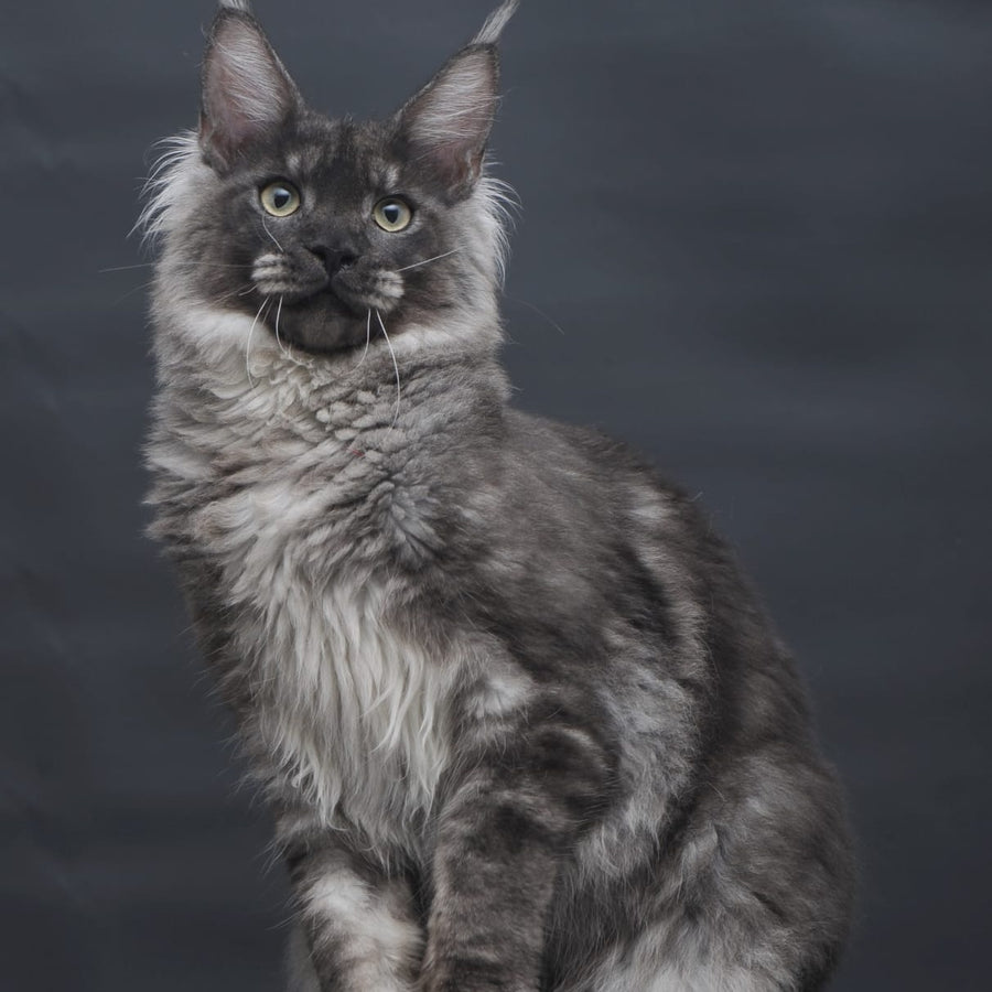 Casper Maine Coon male, black silver