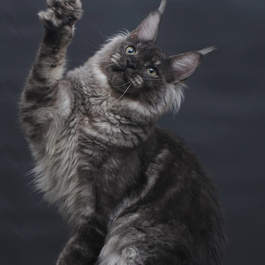 Casper Maine Coon male, black silver
