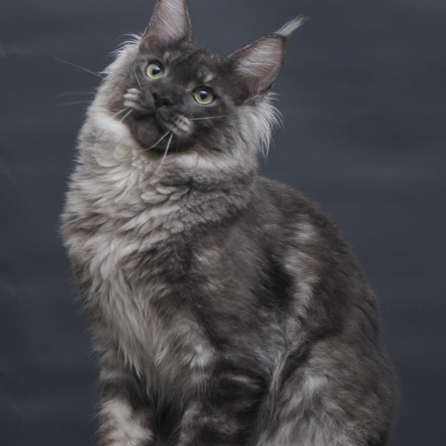 Casper Maine Coon male, black silver