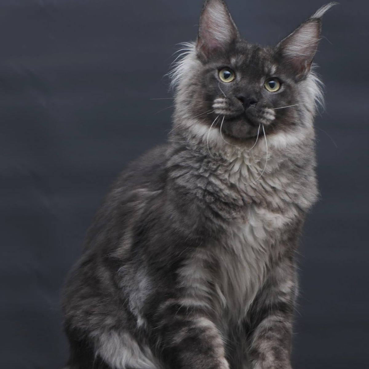 Casper Maine Coon male, black silver