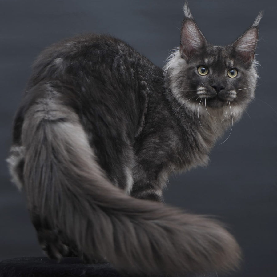 Casper Maine Coon male, black silver