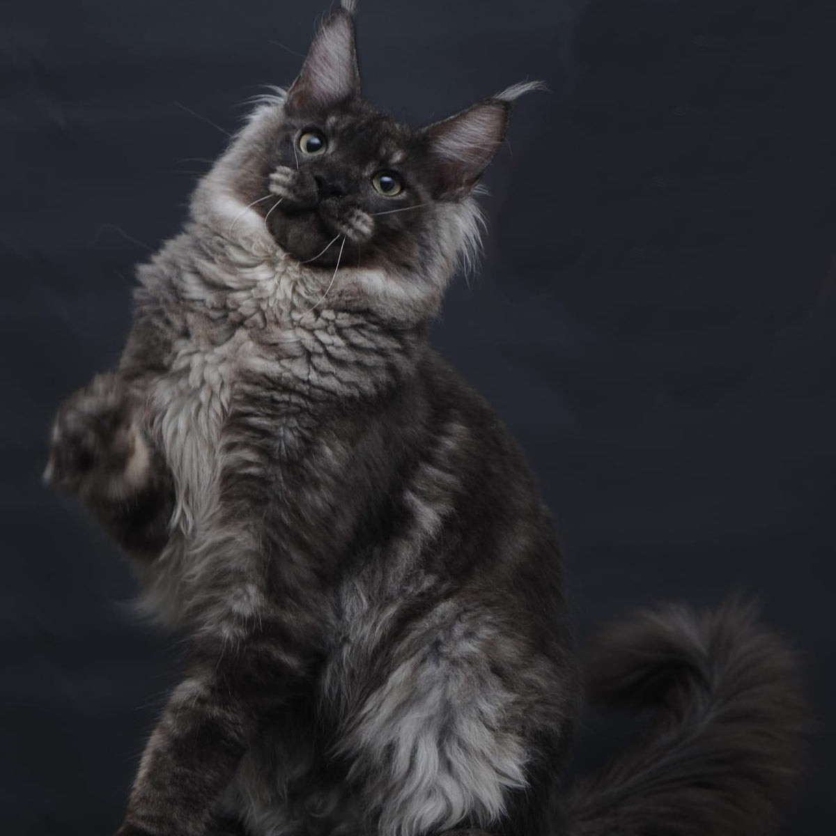 Casper Maine Coon male, black silver