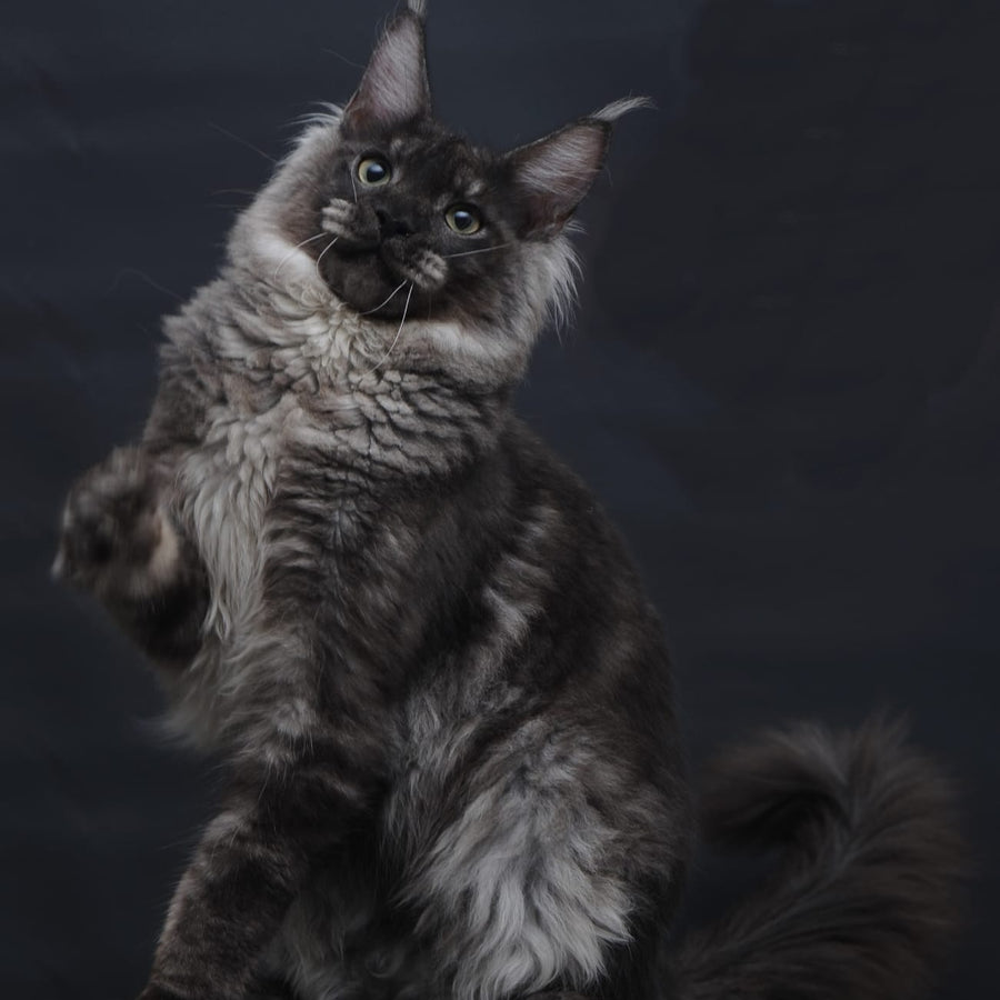 Casper Maine Coon male, black silver