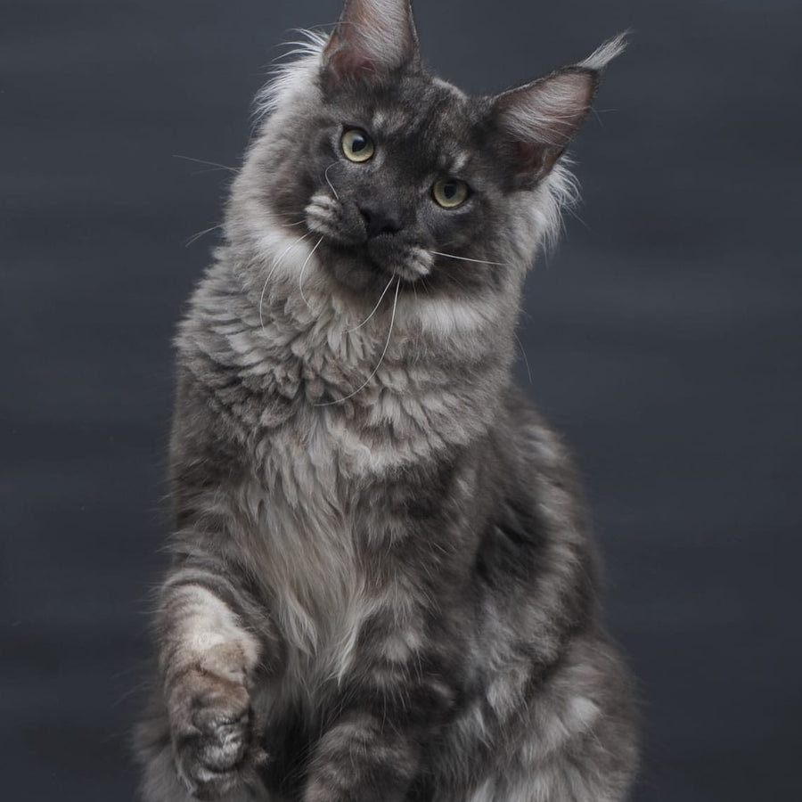 Casper Maine Coon male, black silver
