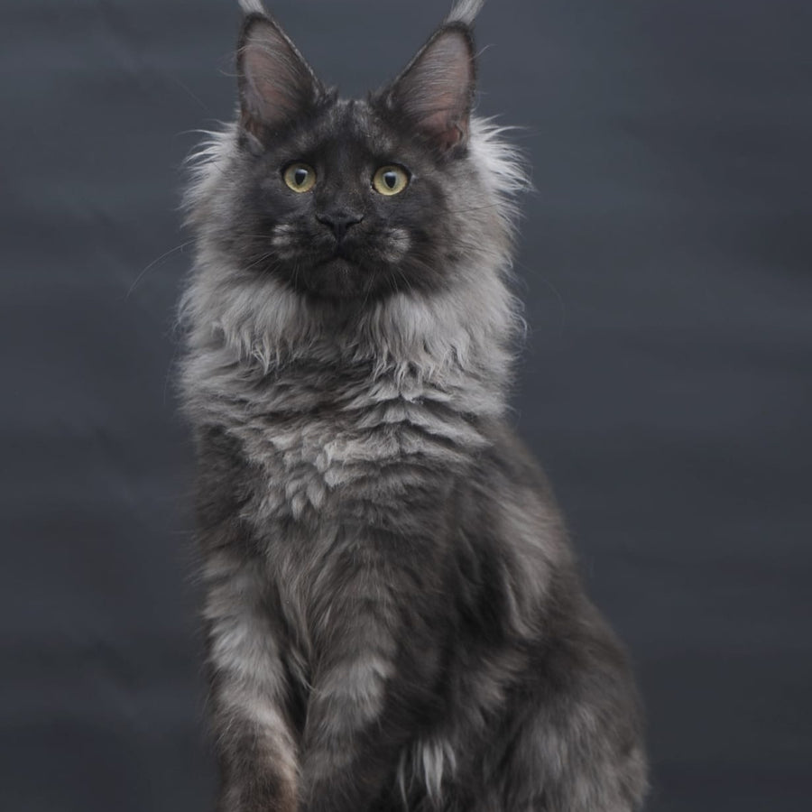 Bagira Maine Coon polydactyl 6x6x6x6 female, black silver
