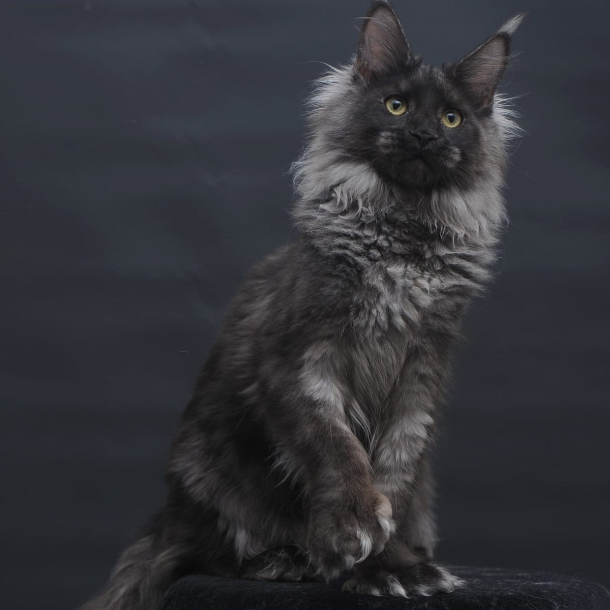 Bagira Maine Coon polydactyl 6x6x6x6 female, black silver