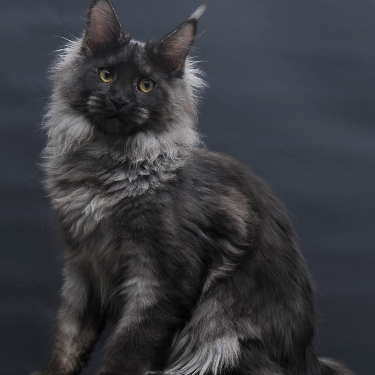 Bagira Maine Coon polydactyl 6x6x6x6 female, black silver