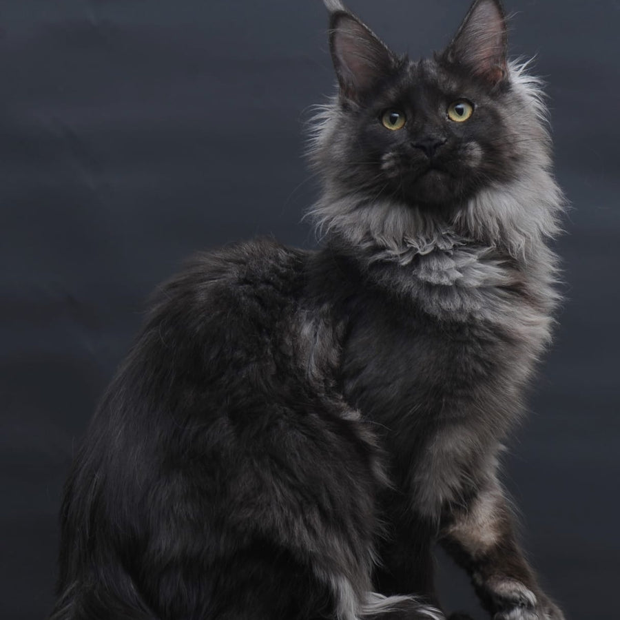 Bagira Maine Coon polydactyl 6x6x6x6 female, black silver