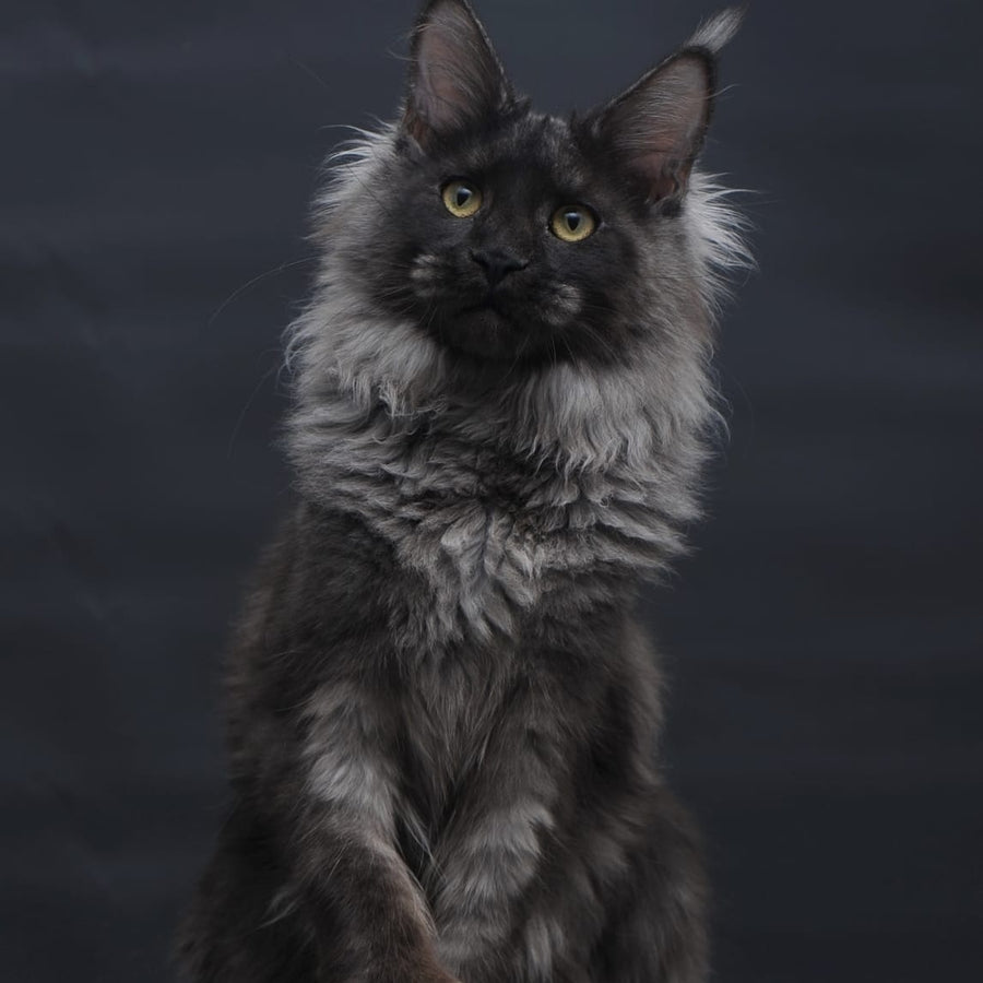 Bagira Maine Coon polydactyl 6x6x6x6 female, black silver