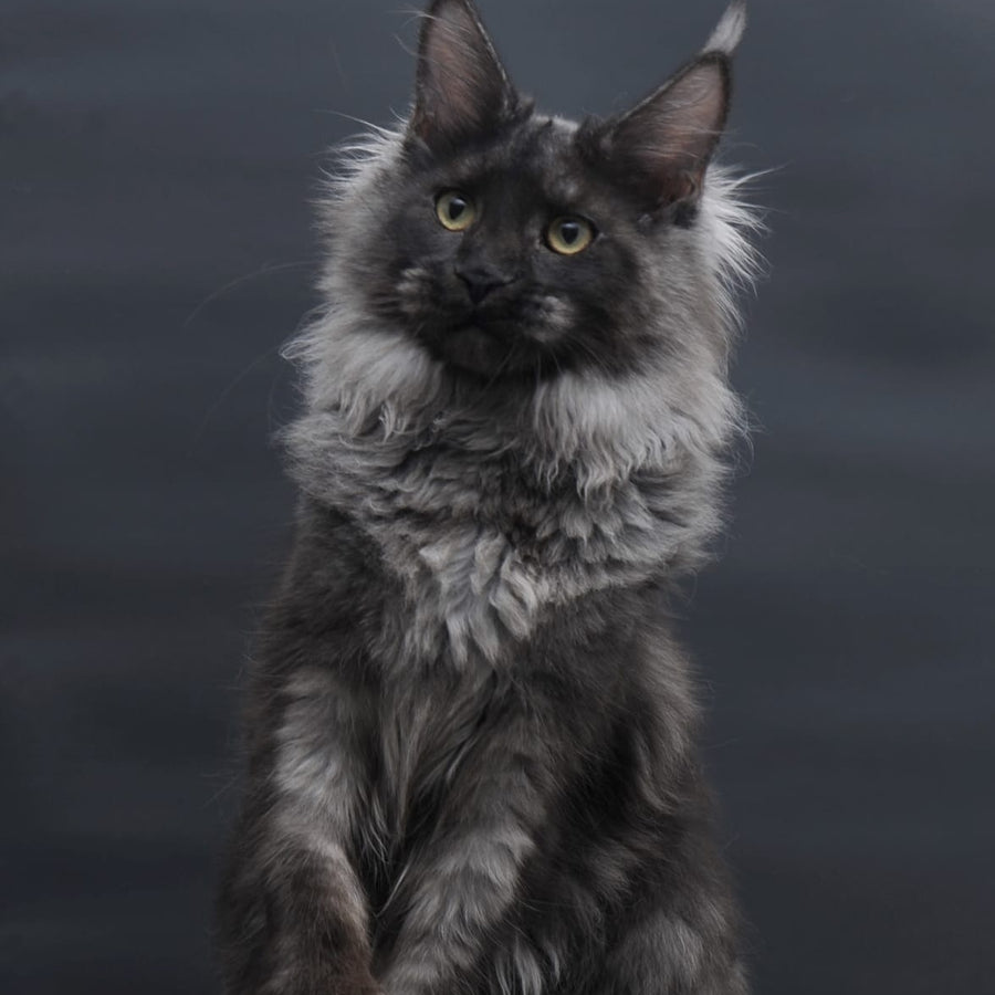 Bagira Maine Coon polydactyl 6x6x6x6 female, black silver