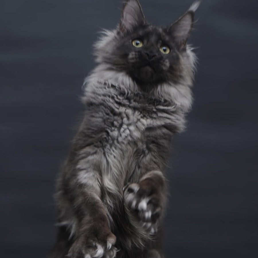 Bagira Maine Coon polydactyl 6x6x6x6 female, black silver