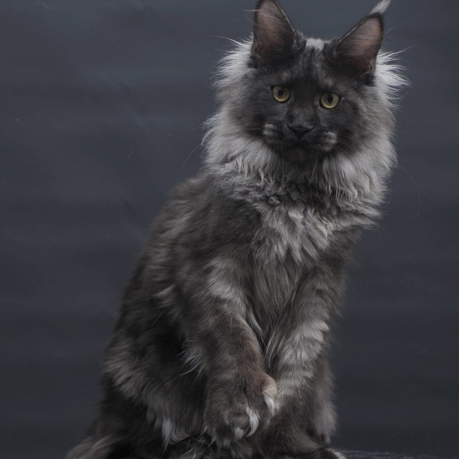 Bagira Maine Coon polydactyl 6x6x6x6 female, black silver