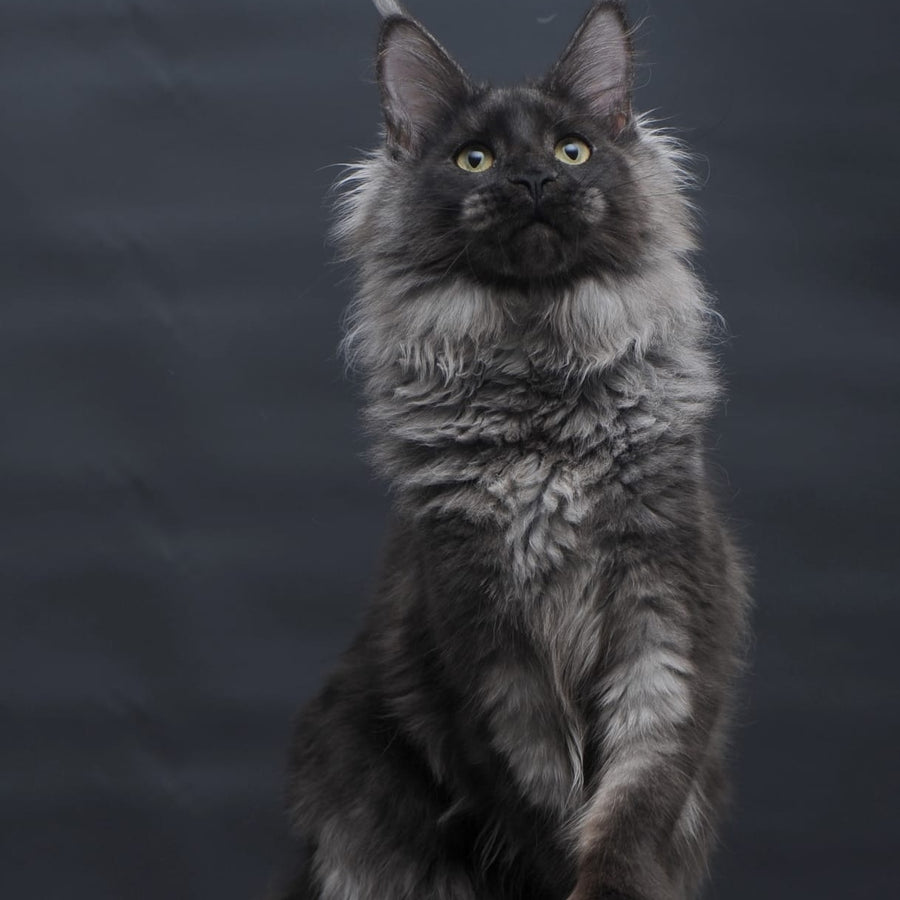 Bagira Maine Coon polydactyl 6x6x6x6 female, black silver
