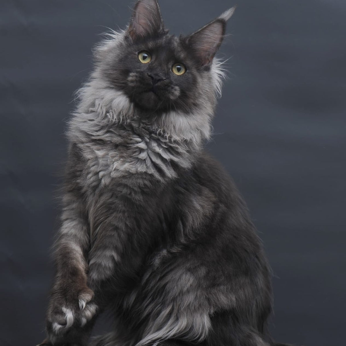 Bagira Maine Coon polydactyl 6x6x6x6 female, black silver