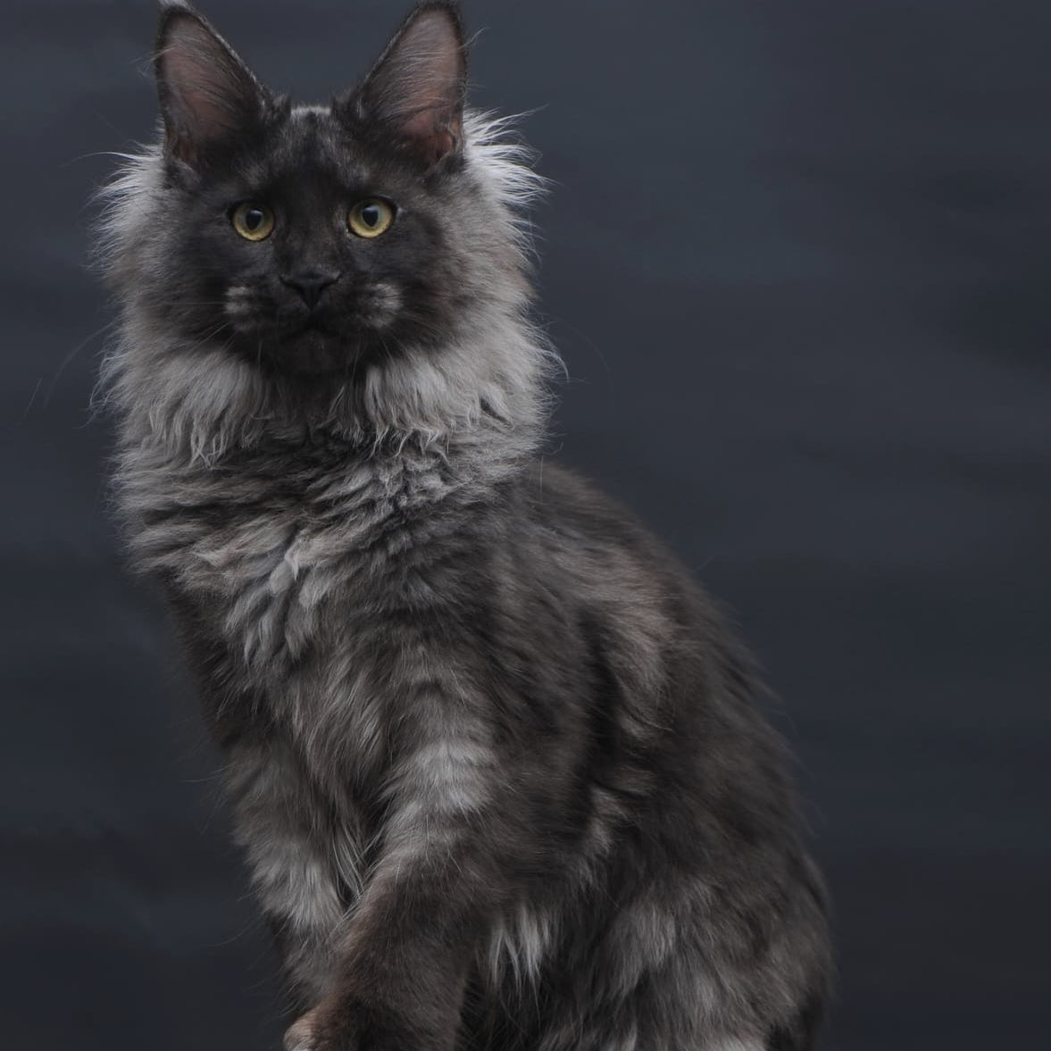 Bagira Maine Coon polydactyl 6x6x6x6 female, black silver