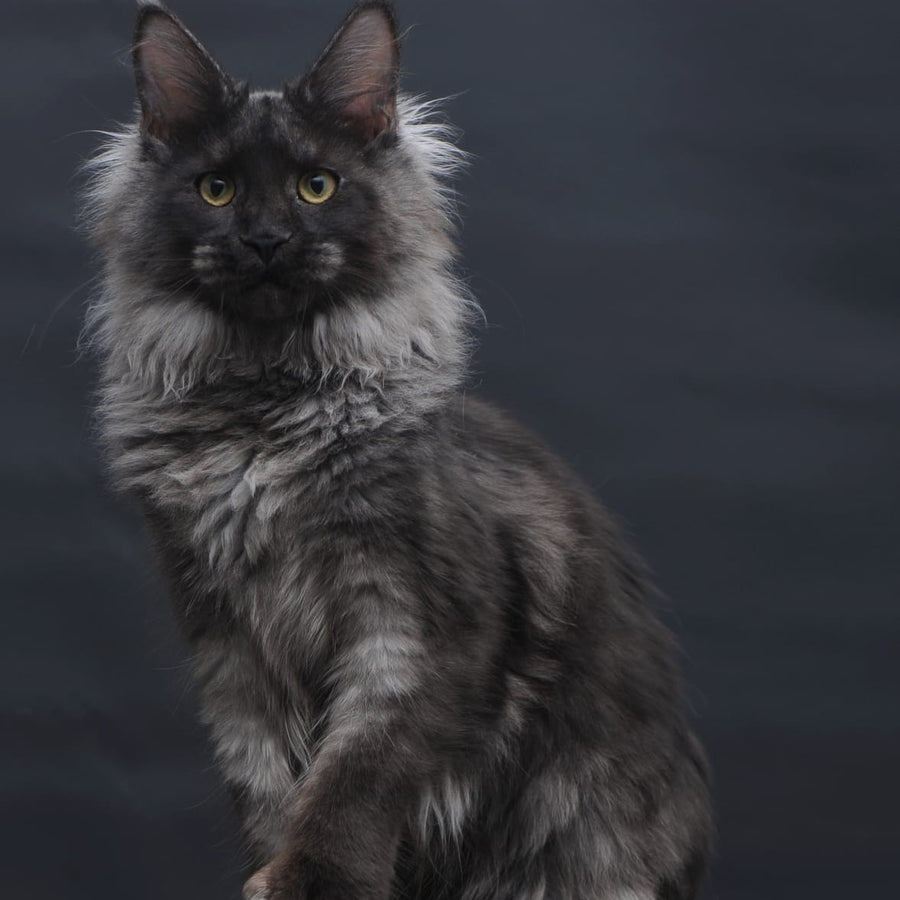 Bagira Maine Coon polydactyl 6x6x6x6 female, black silver