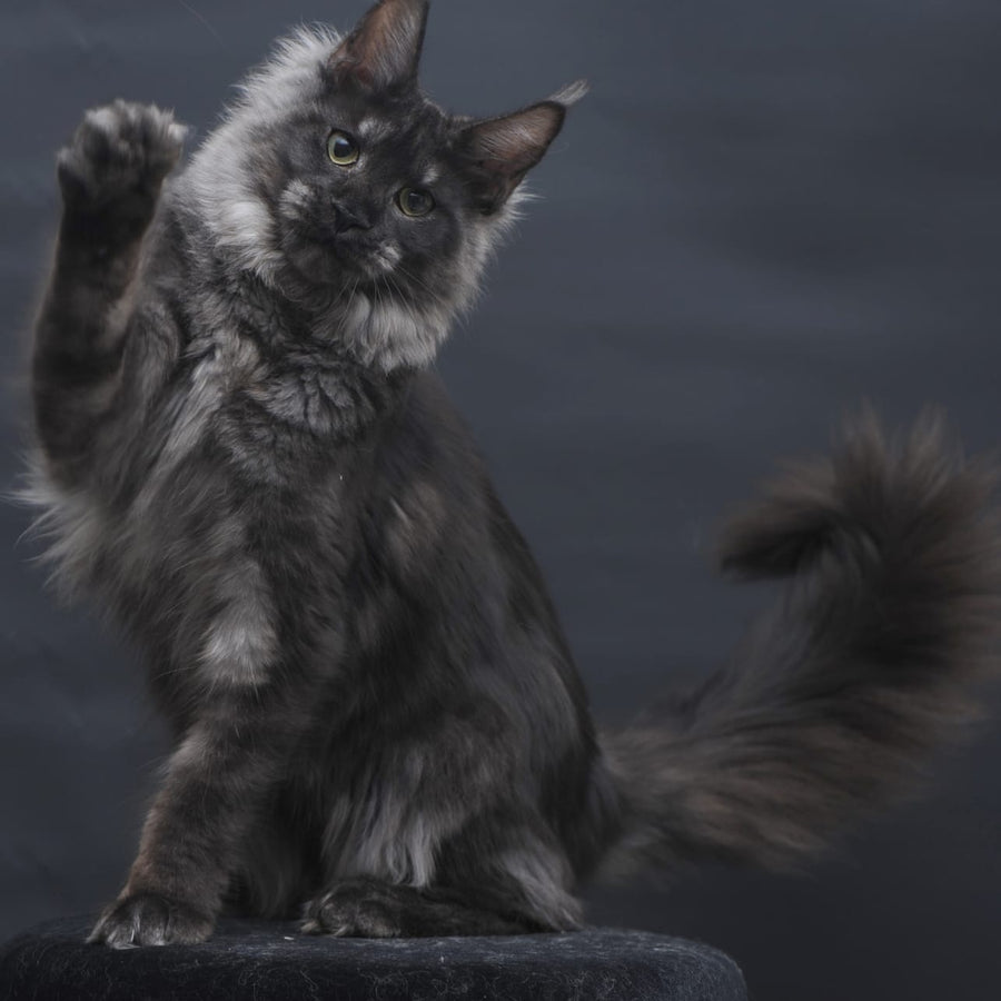 Cosmo Maine Coon female, black silver