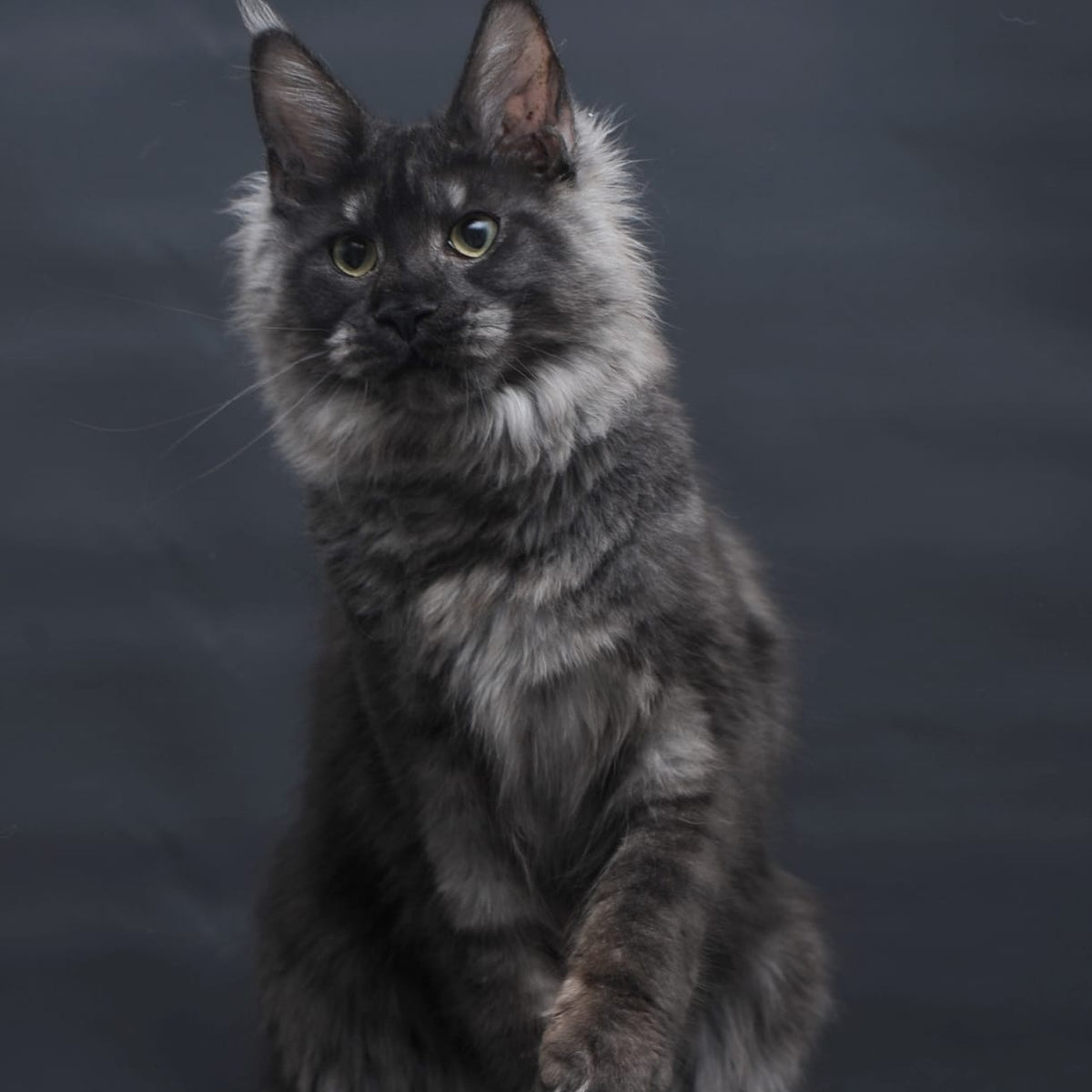 Cosmo Maine Coon female, black silver