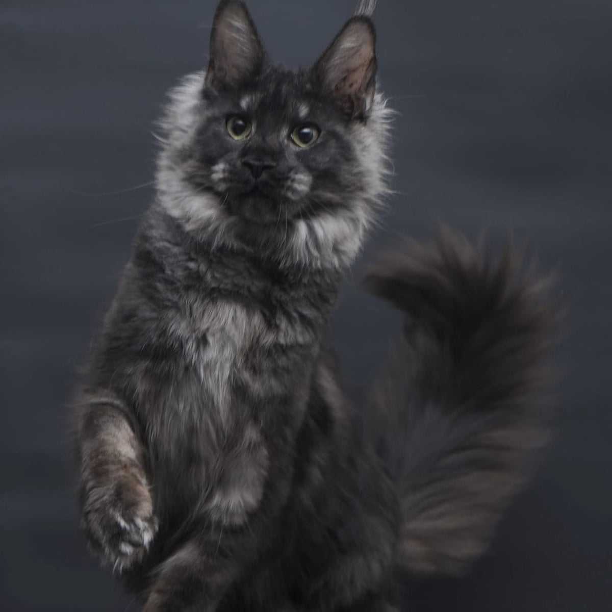Cosmo Maine Coon female, black silver