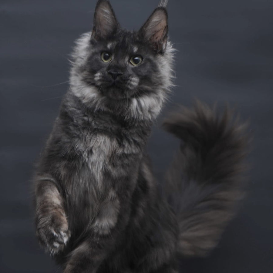 Cosmo Maine Coon female, black silver