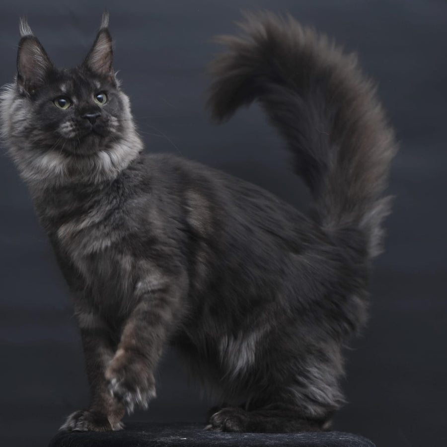 Cosmo Maine Coon female, black silver