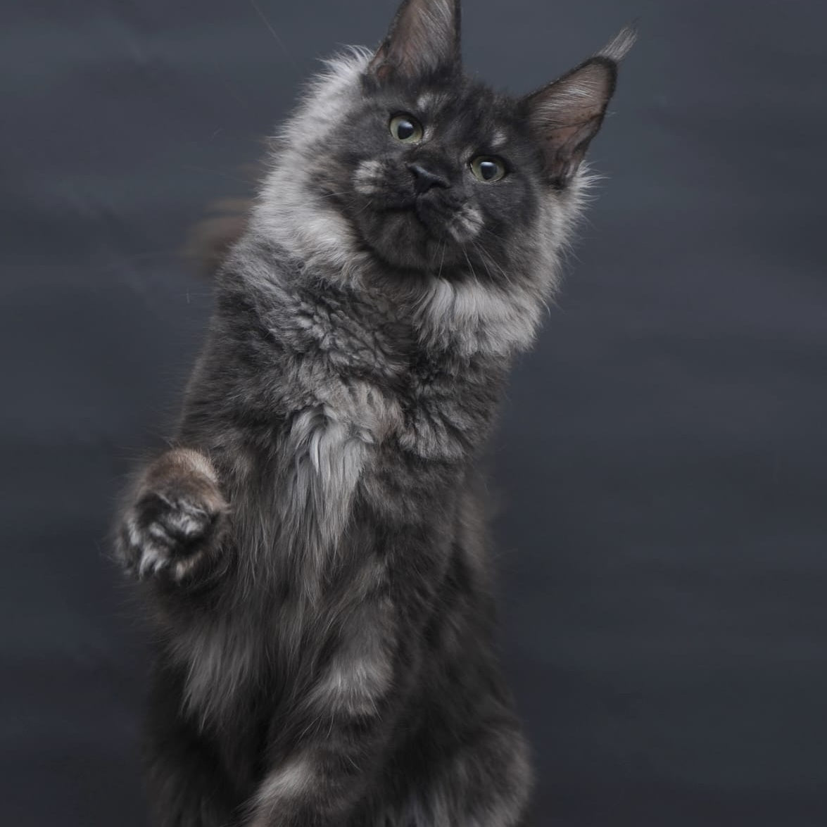 Cosmo Maine Coon female, black silver