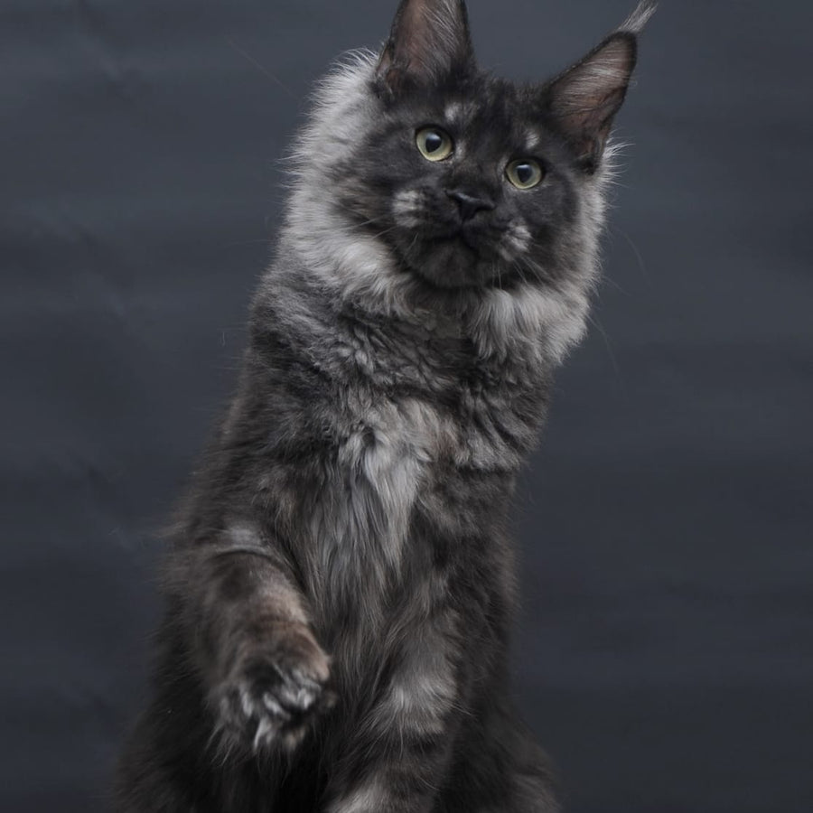 Cosmo Maine Coon female, black silver