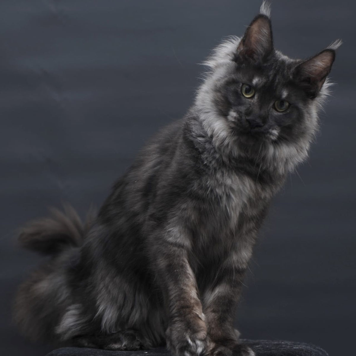Cosmo Maine Coon female, black silver