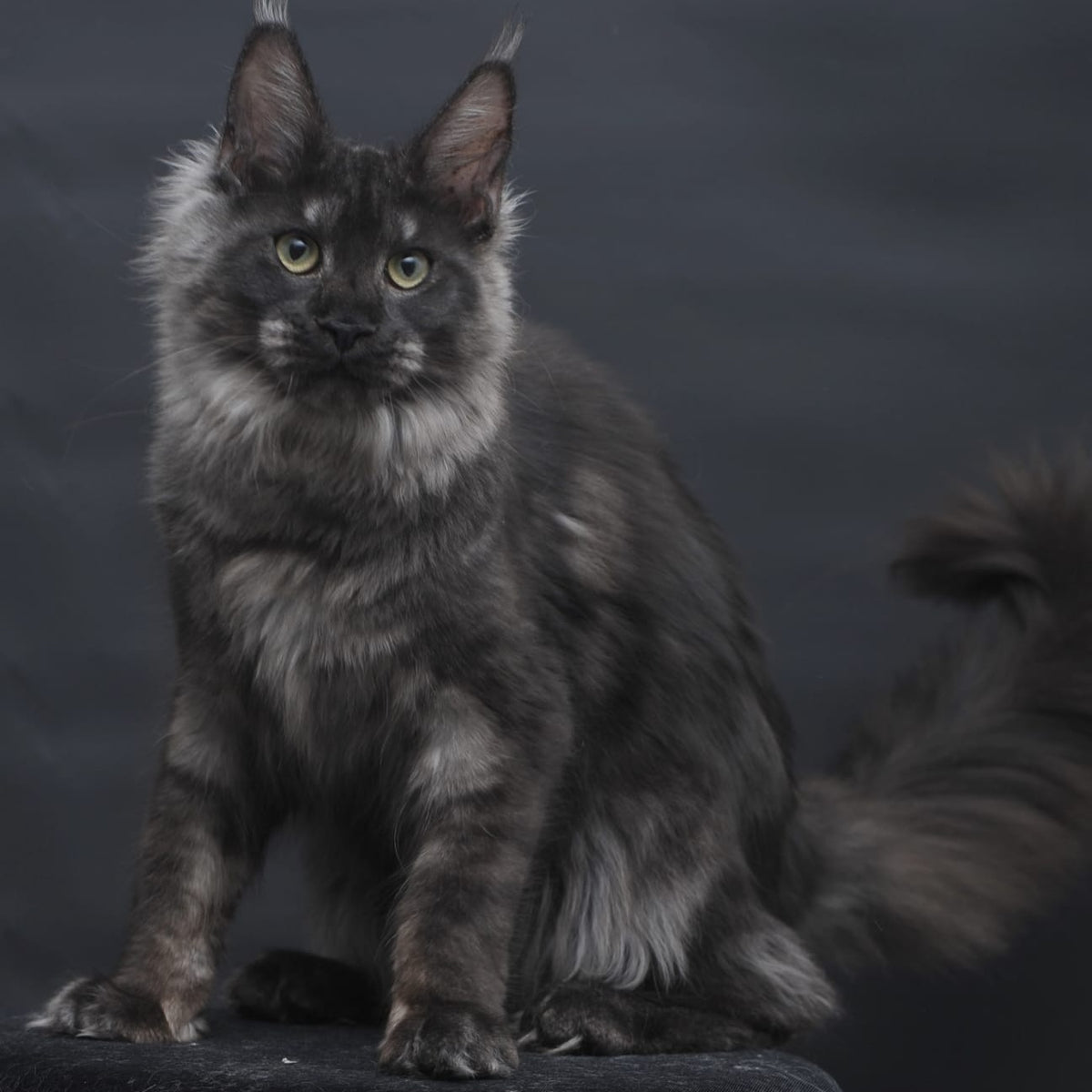 Cosmo Maine Coon female, black silver