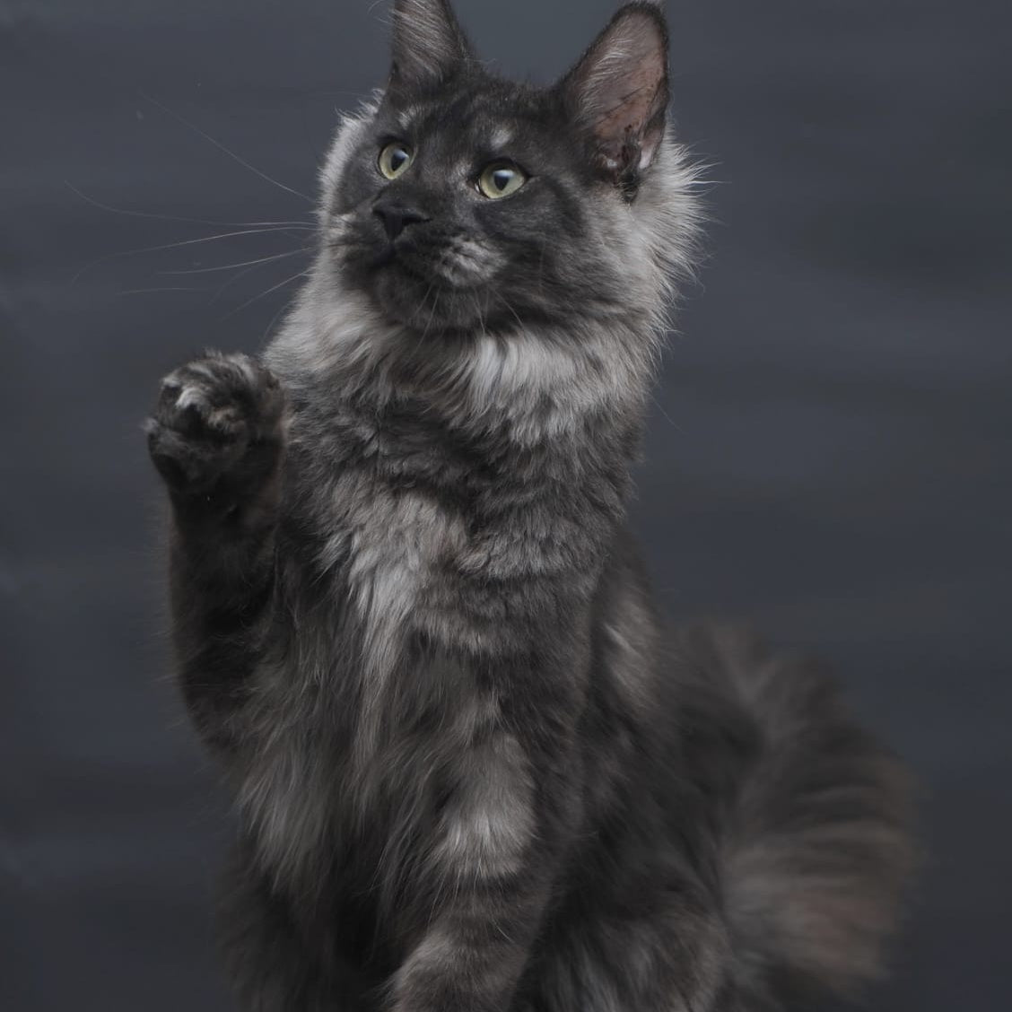 Cosmo Maine Coon female, black silver
