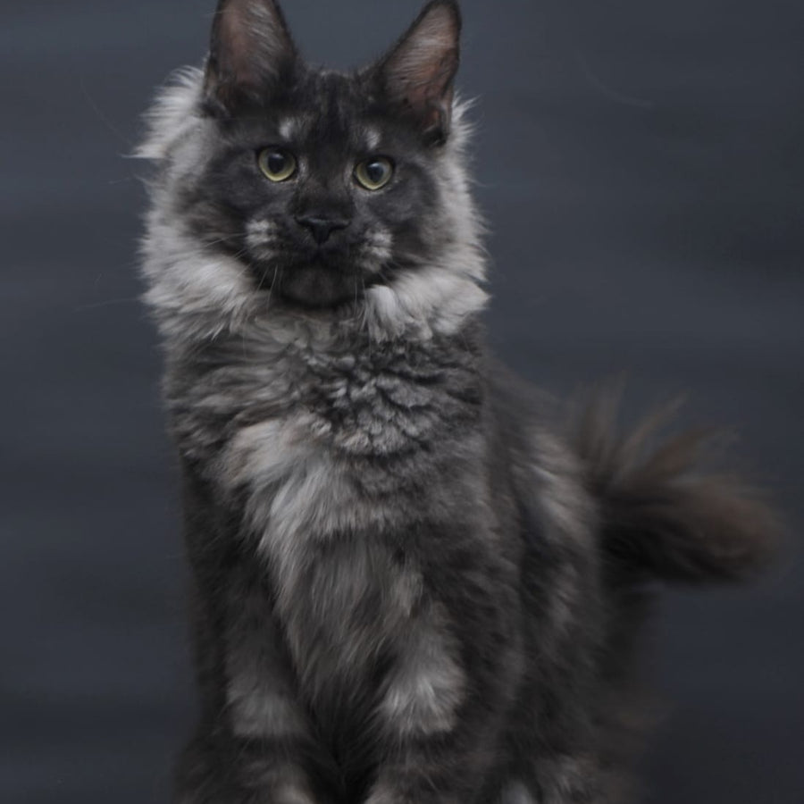 Cosmo Maine Coon female, black silver