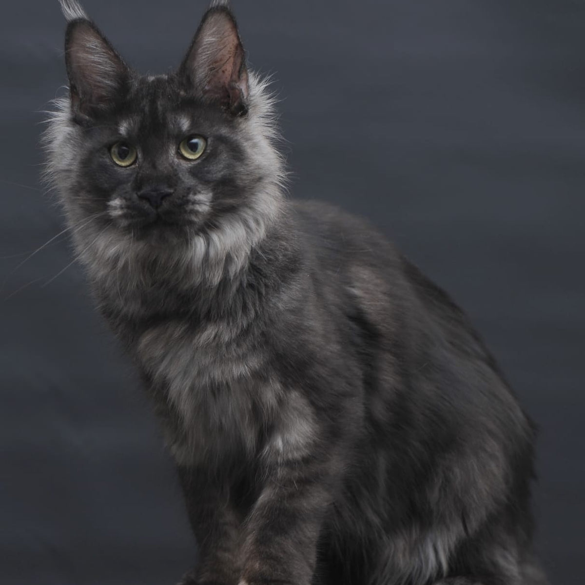 Cosmo Maine Coon female, black silver