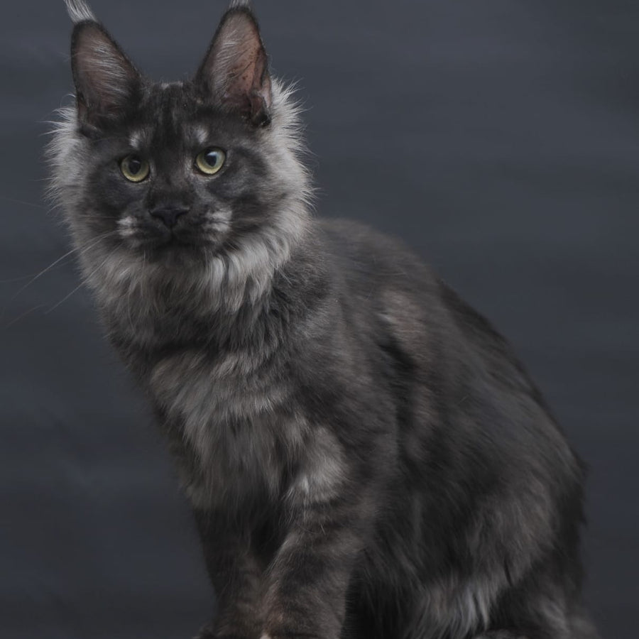 Cosmo Maine Coon female, black silver