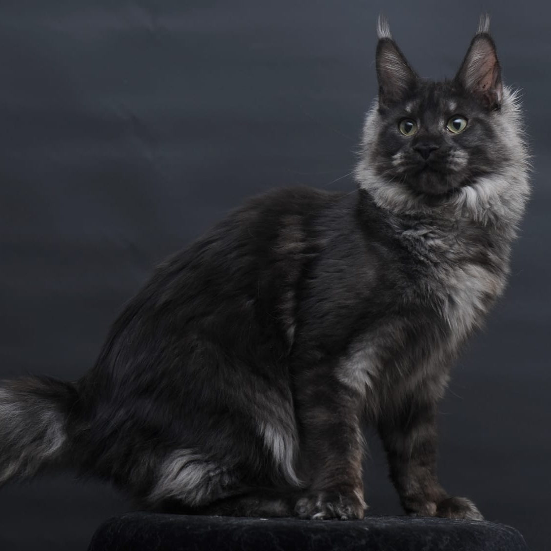 Cosmo Maine Coon female, black silver