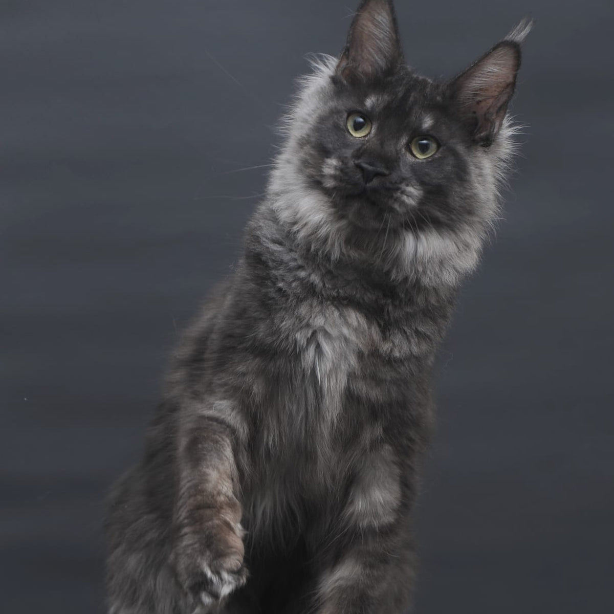 Cosmo Maine Coon female, black silver